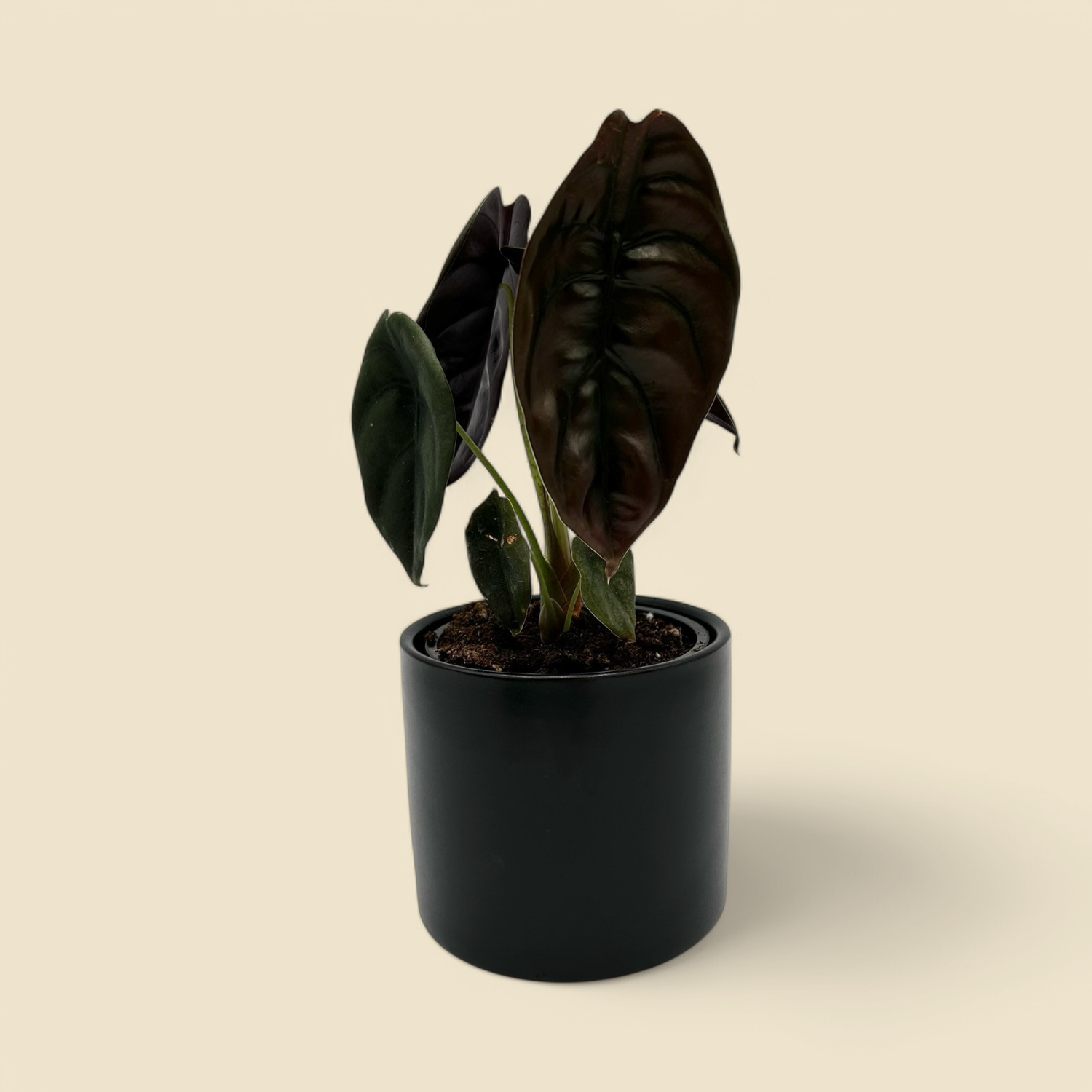 ALOCASIA CUPREA ‘RED SECRET’ (mirror plant) 4”
