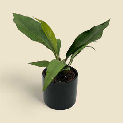 ANTHURIUM 'BIG RED BIRD' (anthurium) 4"
