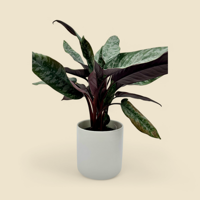 APOBALLIS ACUMINATISSIMA RED SWORD (red sword) 6”