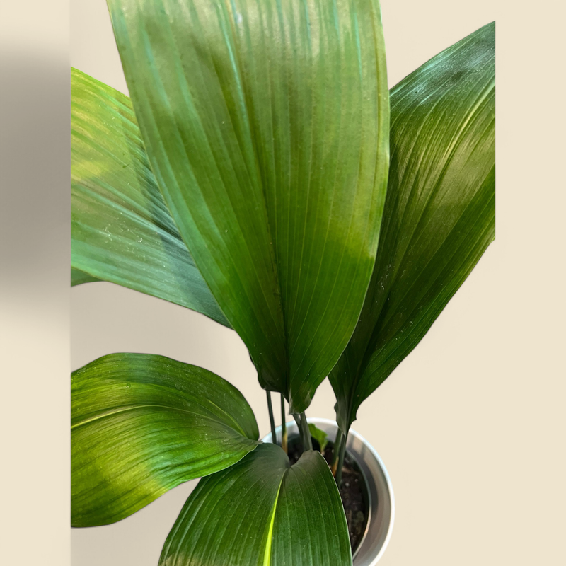 ASPIDISTRA ELATIOR (cast iron plant) 6"