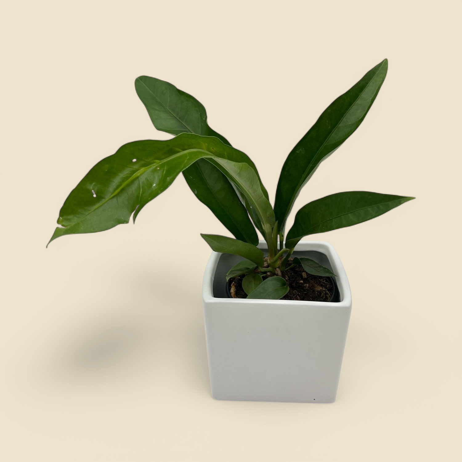 ANTHURIUM 'JUNGLE BUSH' (anthurium) 6"