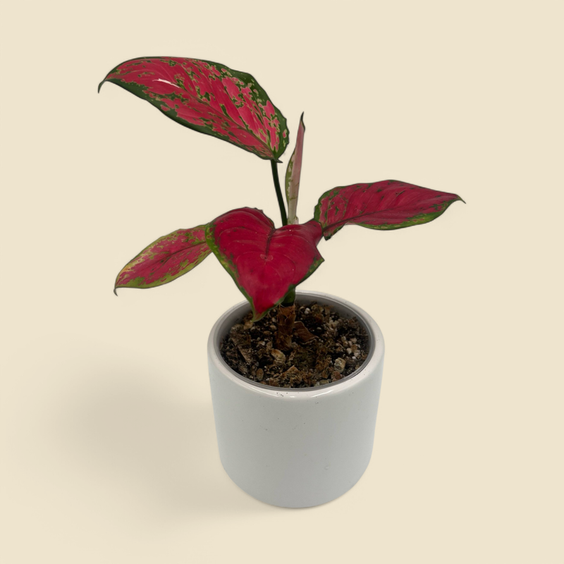 AGLAONEMA 'SUPER RED' (Chinese evergreen) 4"