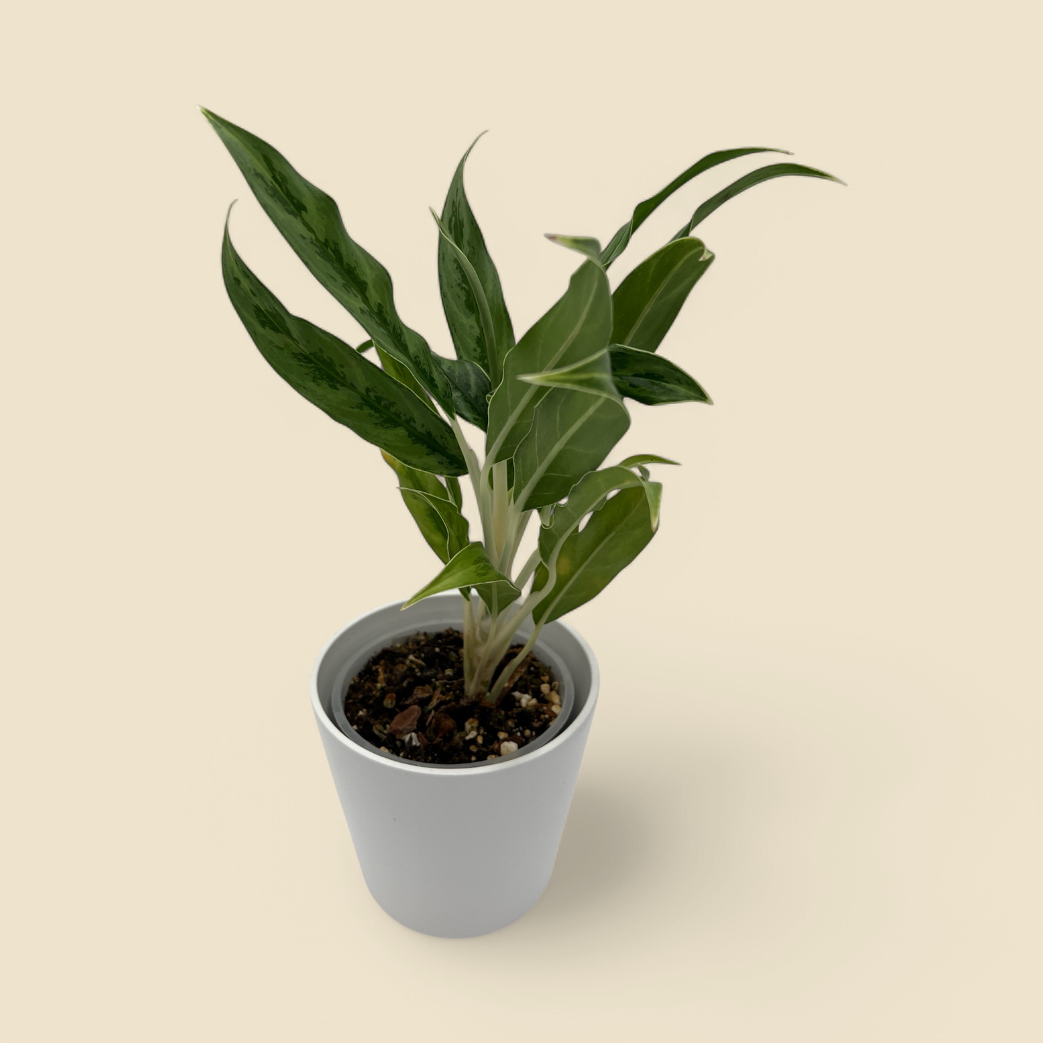 AGLAONEMA 'RUSH NGRN' (chinese evergreen) 5 AGLAONEMA 'RUSH NGRN' (chinese evergreen) 5"