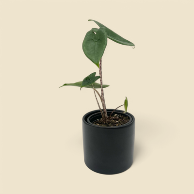 ALOCASIA ‘ZEBRINA TIGER’ (zebrina tiger alocasia) 4”