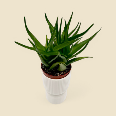 ALWORTHIA 'BLACK GEM' (alworthia) 4"