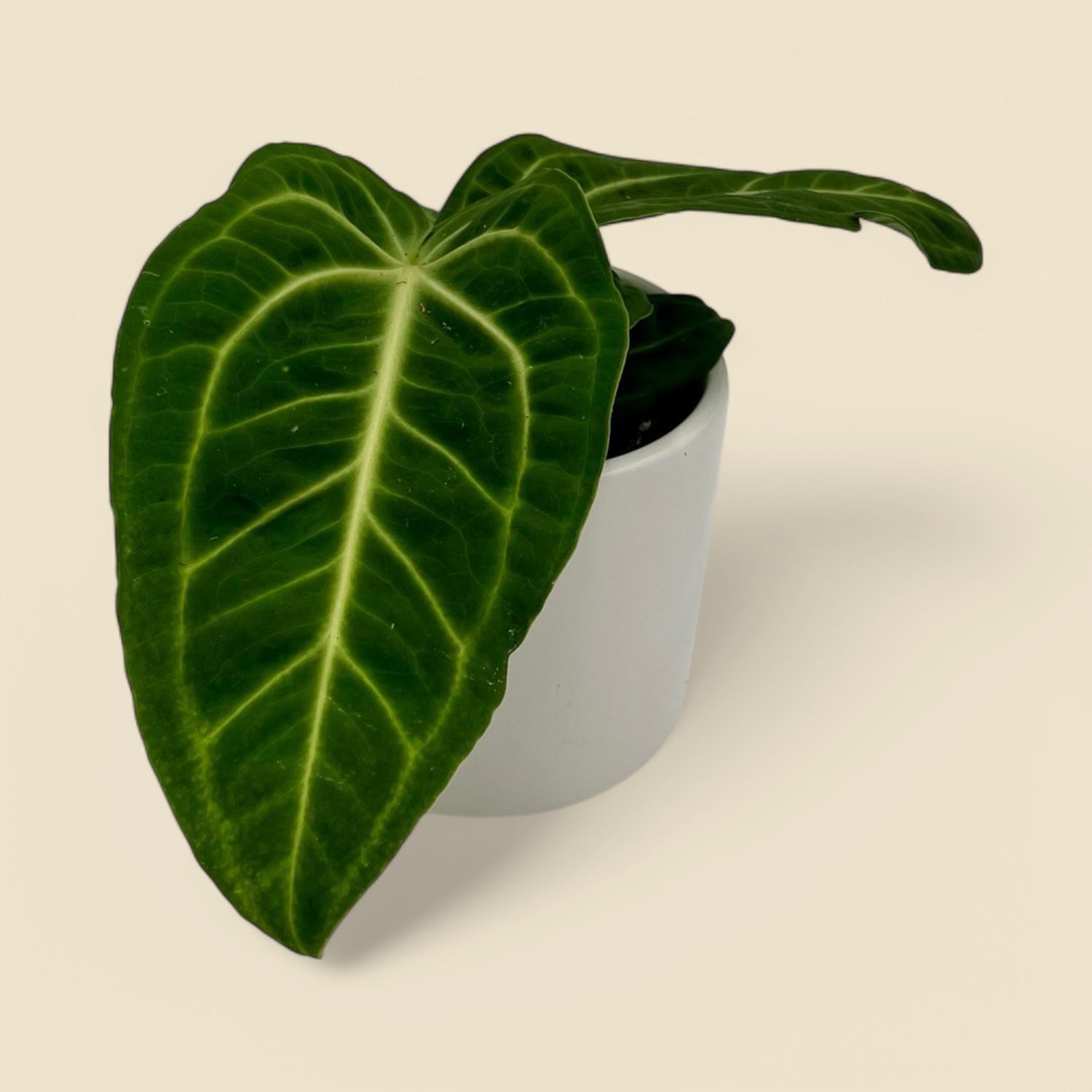 ANTHURIUM VILLENAORUM (villenaorum anthurium) 4”