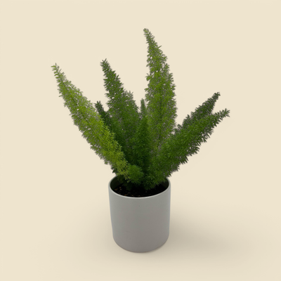 ASPARAGUS DENSIFLORUS (foxtail fern) 6"