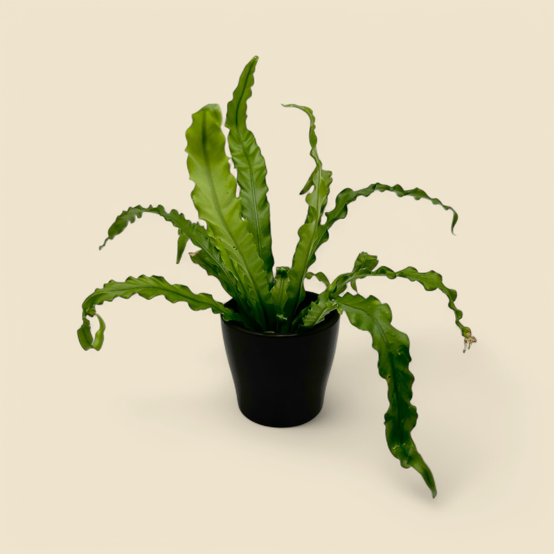 ASPLENIUM NIDUS (bird’s nest fern) 4”