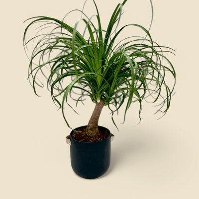BEAUCARNEA RECURVATA (ponytail palm) 8"