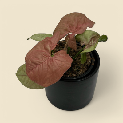 SYNGONIUM NEPHTHYTIS (red heart) 4”