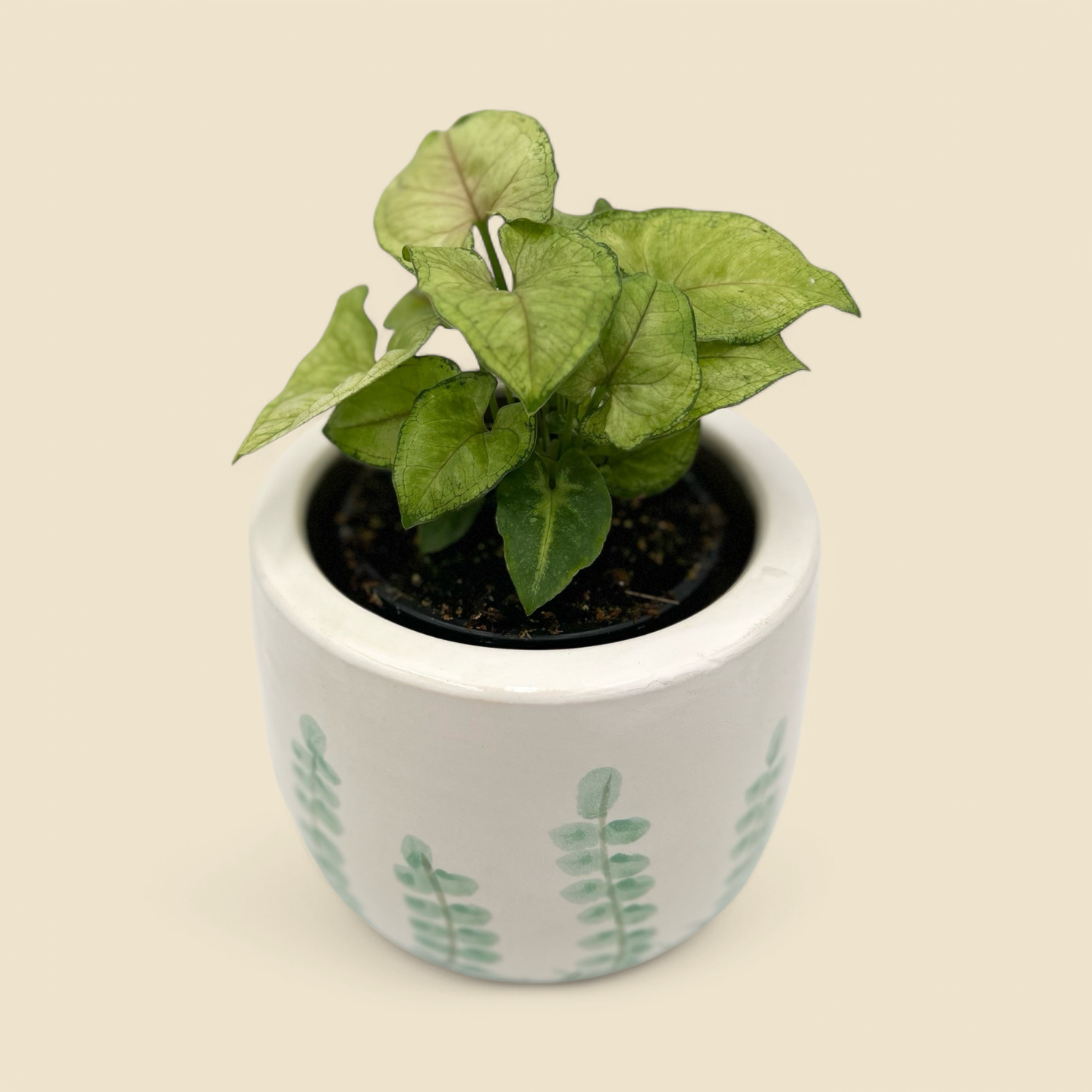 SYNGONIUM NEPHTHYTIS (berry illusion) 4”