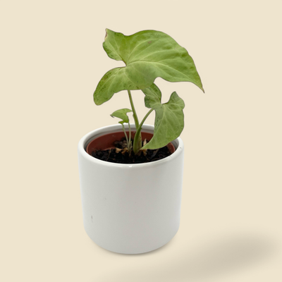 SYNGONIUM PODOPHYLLUM ‘PINK SALMON’ (arrowhead plant) 4”