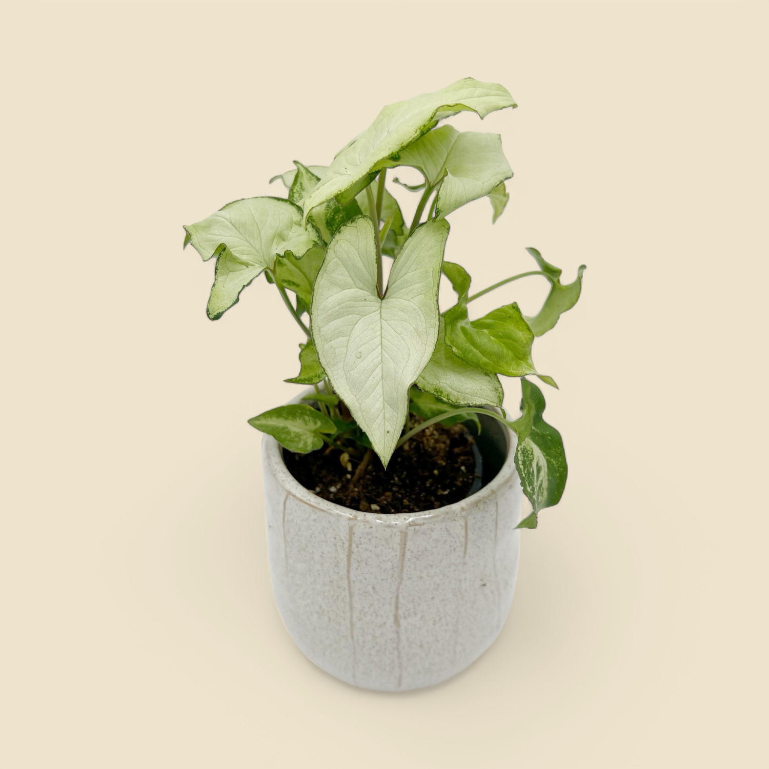 SYNGONIUM NEPHTHYTIS (holly) 4”