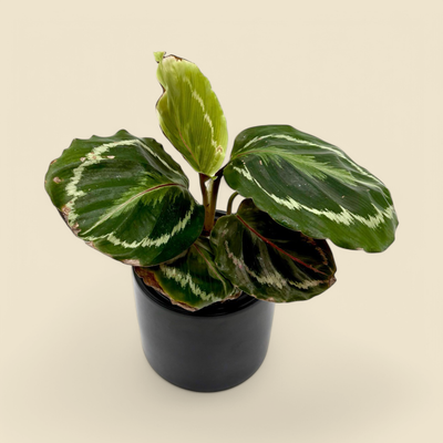 CALATHEA ROSEOPICTA (roseopicta calathea) 4”