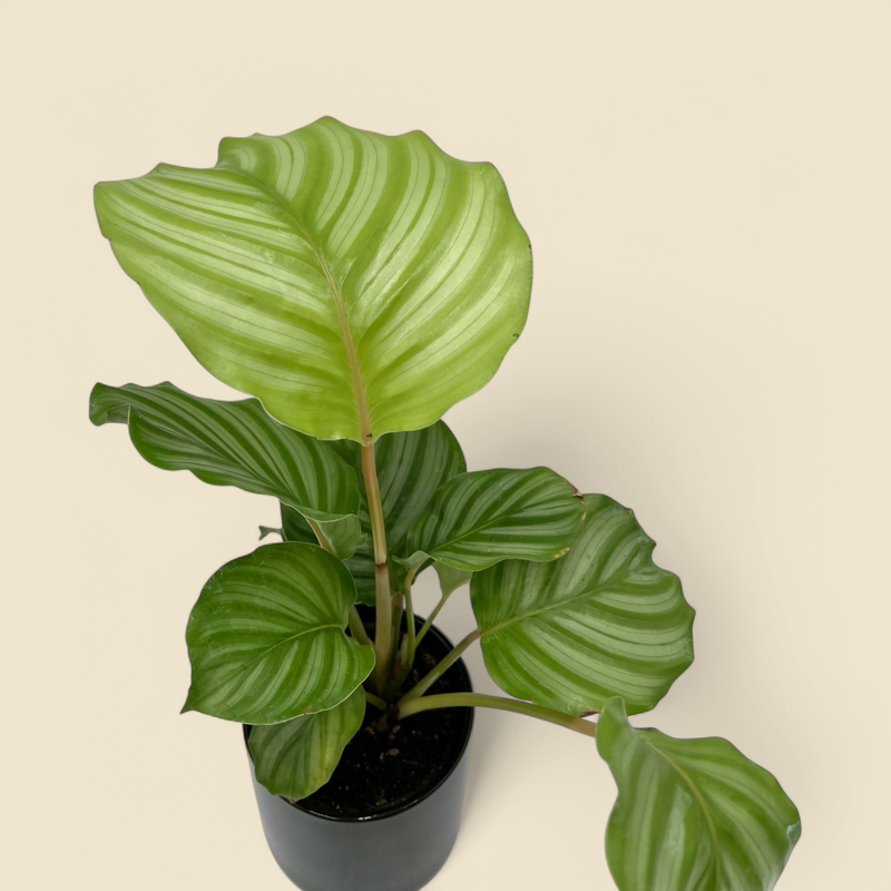 GOEPPERTIA ORBIFOLIA (orbifolia calathea) 4”