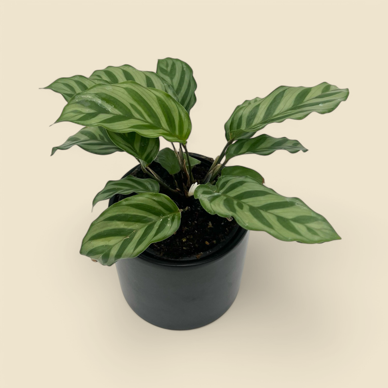 CALATHEA CONCINNA ‘FREDDIE’ (freddie calathea) 4”