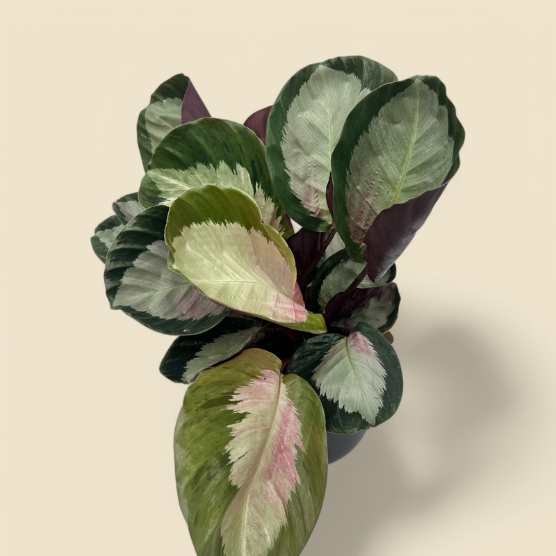 CALATHEA ROSEOPICTA (roseopicta calathea) 6”