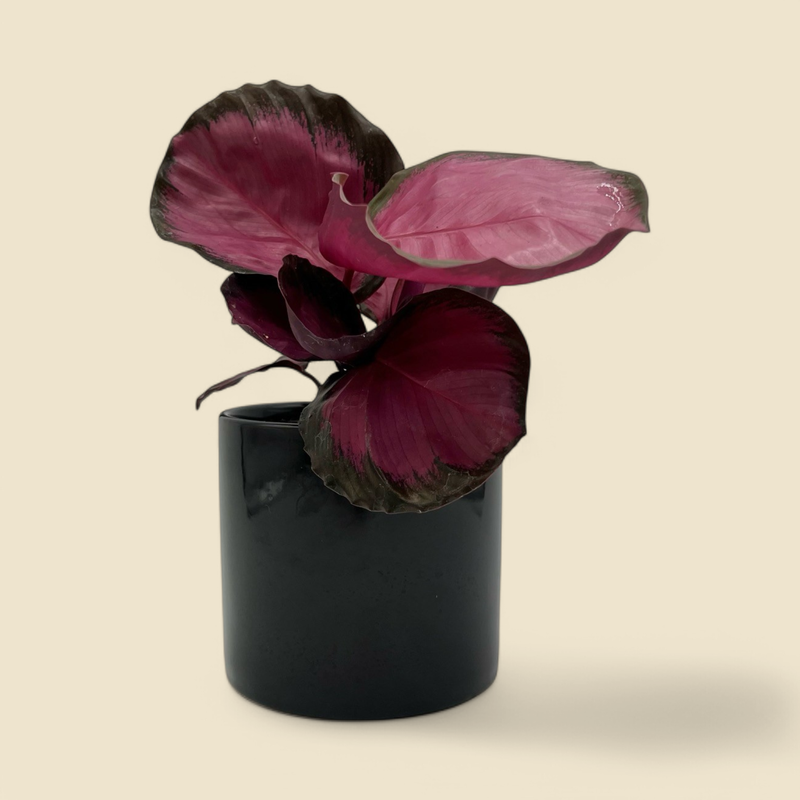 CALATHEA ROSEOPICTA ‘DOTTIE’ (dottie calathea) 4”