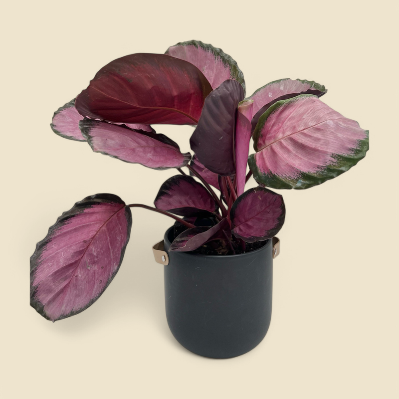 CALATHEA ROSEOPICTA ‘DOTTIE’ (dottie calathea) 6”