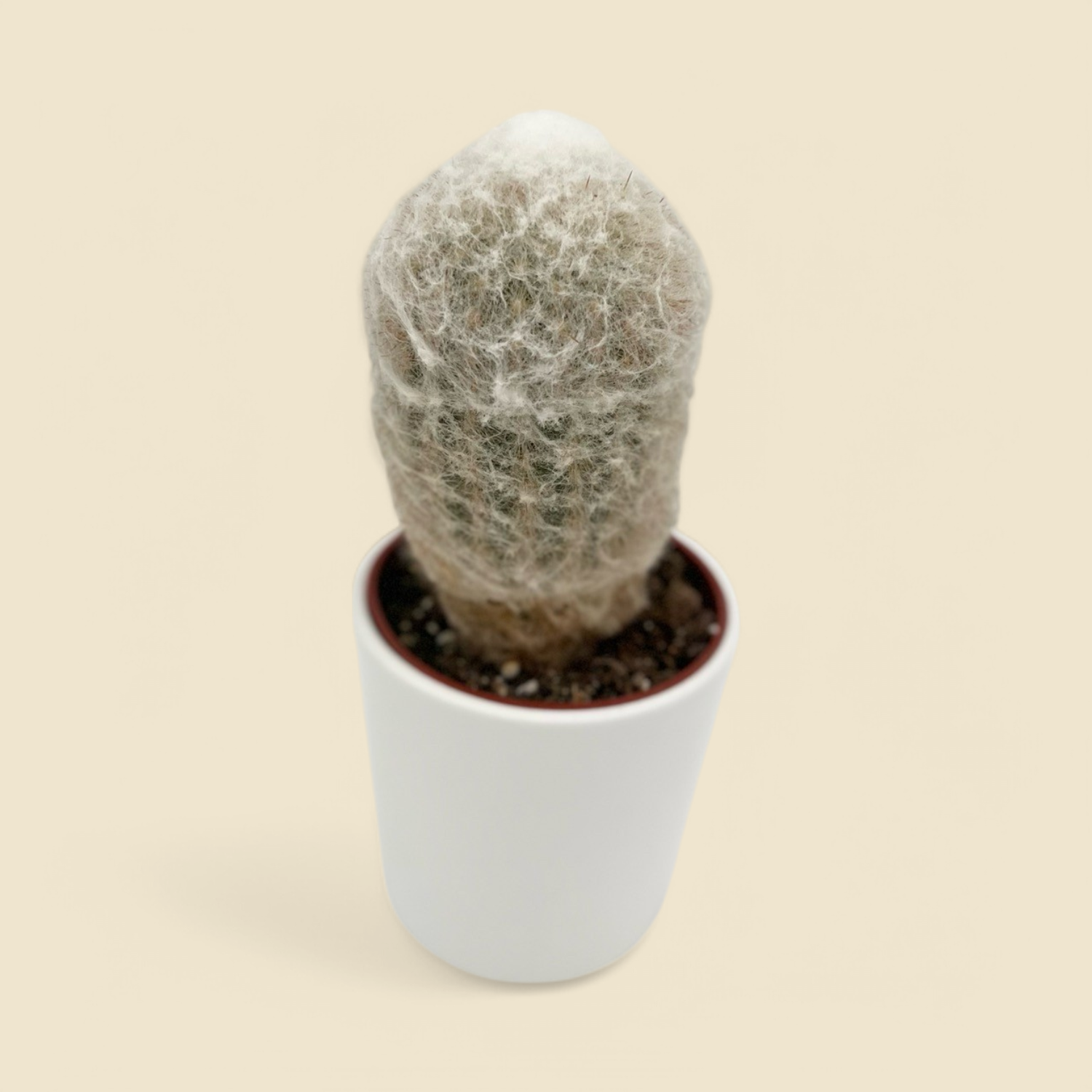 CEPHALOCEREUS SENILIS (old man cactus) 3.25”