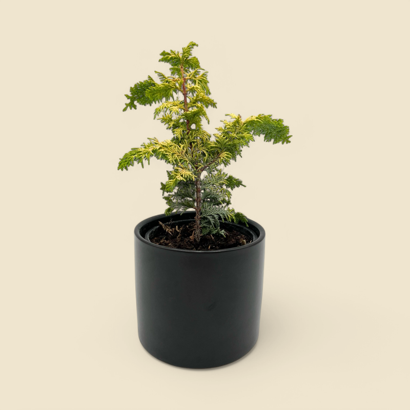 CHAMAECYPARIS OBTUSA ‘FERNSPRAY GOLD’ (gold hinoki cypress) 4”