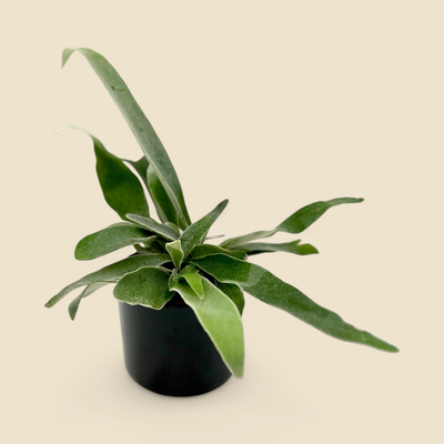 PLATYCERIUM VEITCHII (silver staghorn fern) 4”
