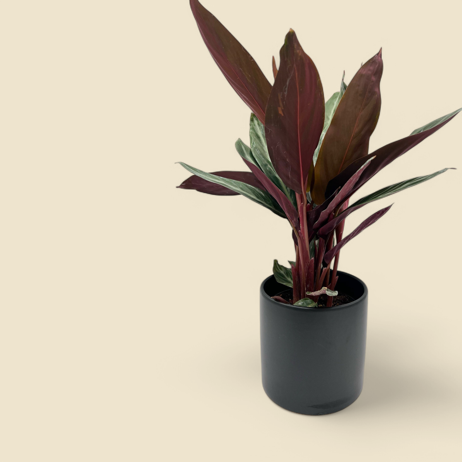 STROMANTHE SANGUINEA (stromanthe) 6”