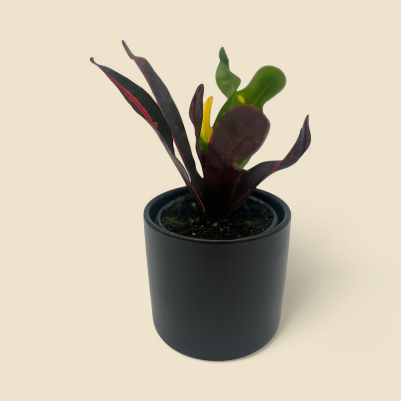 CODIAEUM VARIEGATUM ‘MAMMY’ (croton) 4”