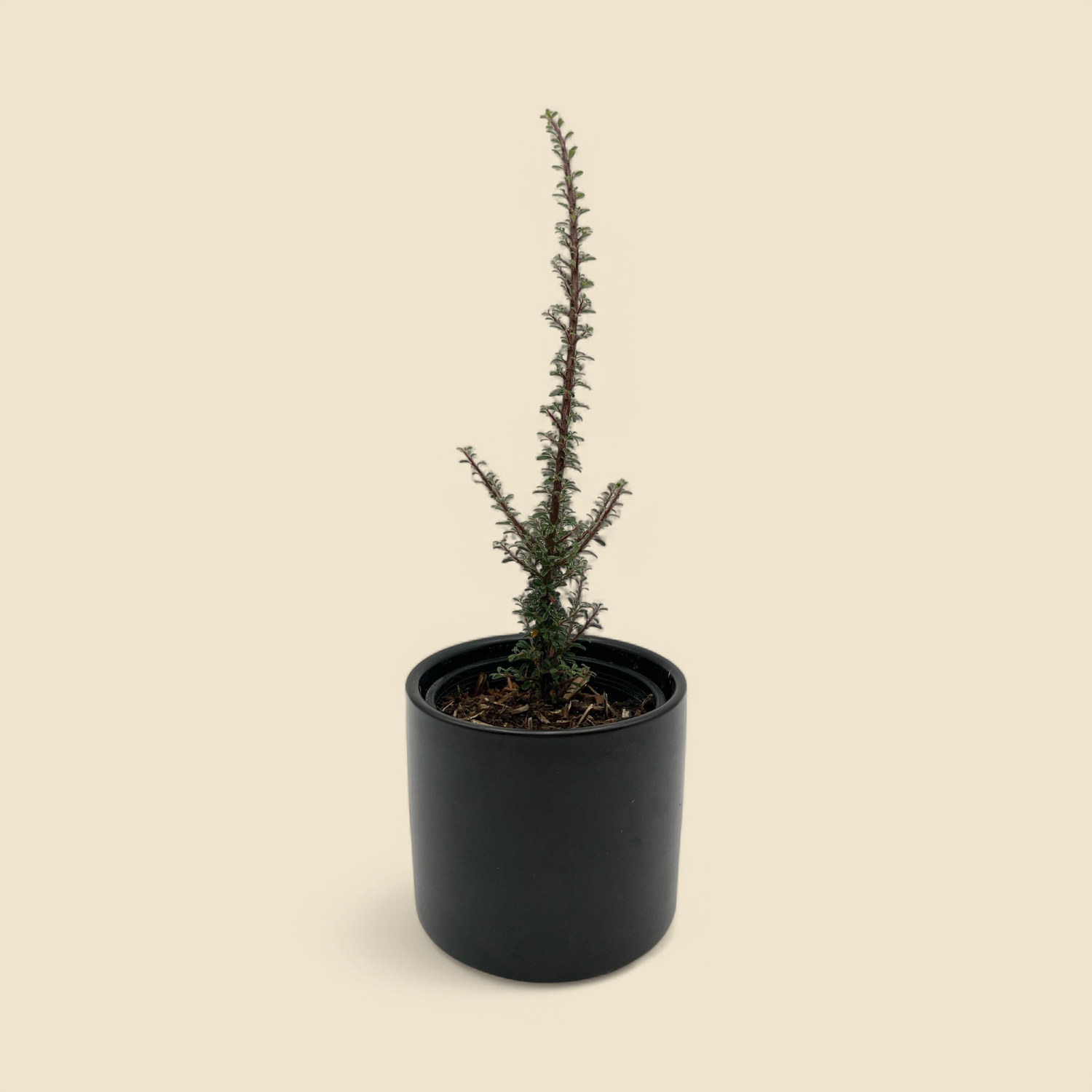 COTONEASTER MICROPHYLLUS ‘THYMFOLIUS’ (dwarf cotoneaster) 4”