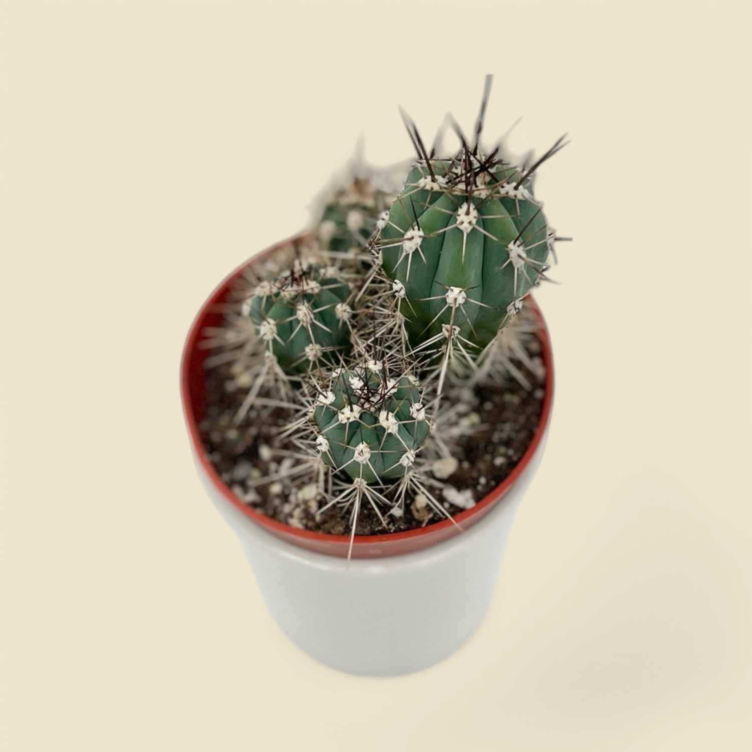 STETSONIA CORYNE (toothpick cactus) 3.25”
