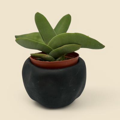 CRASSULA FALCATA ‘PROPELLER’ (propeller plant) 4”