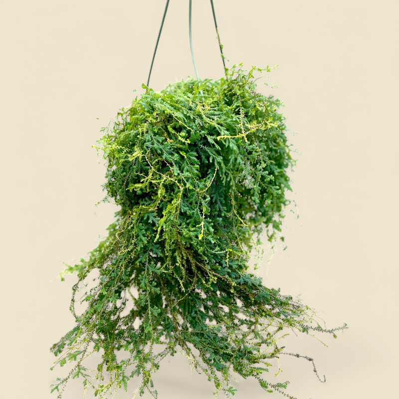 SELAGINELLA UNICATA (peacock moss) 8” hanging basket