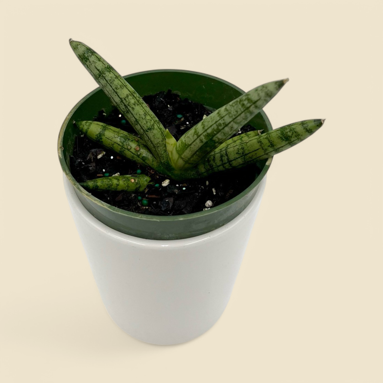 SANSEVIERIA BONCEL (boncel) 4”