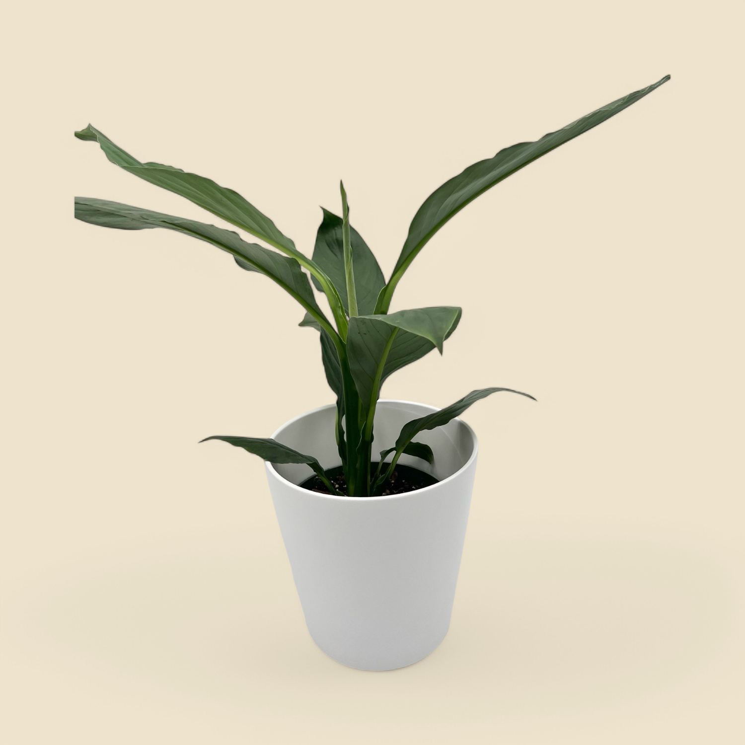 SPATHIPHYLLUM HYBRID (hybrid peace lily) 6”