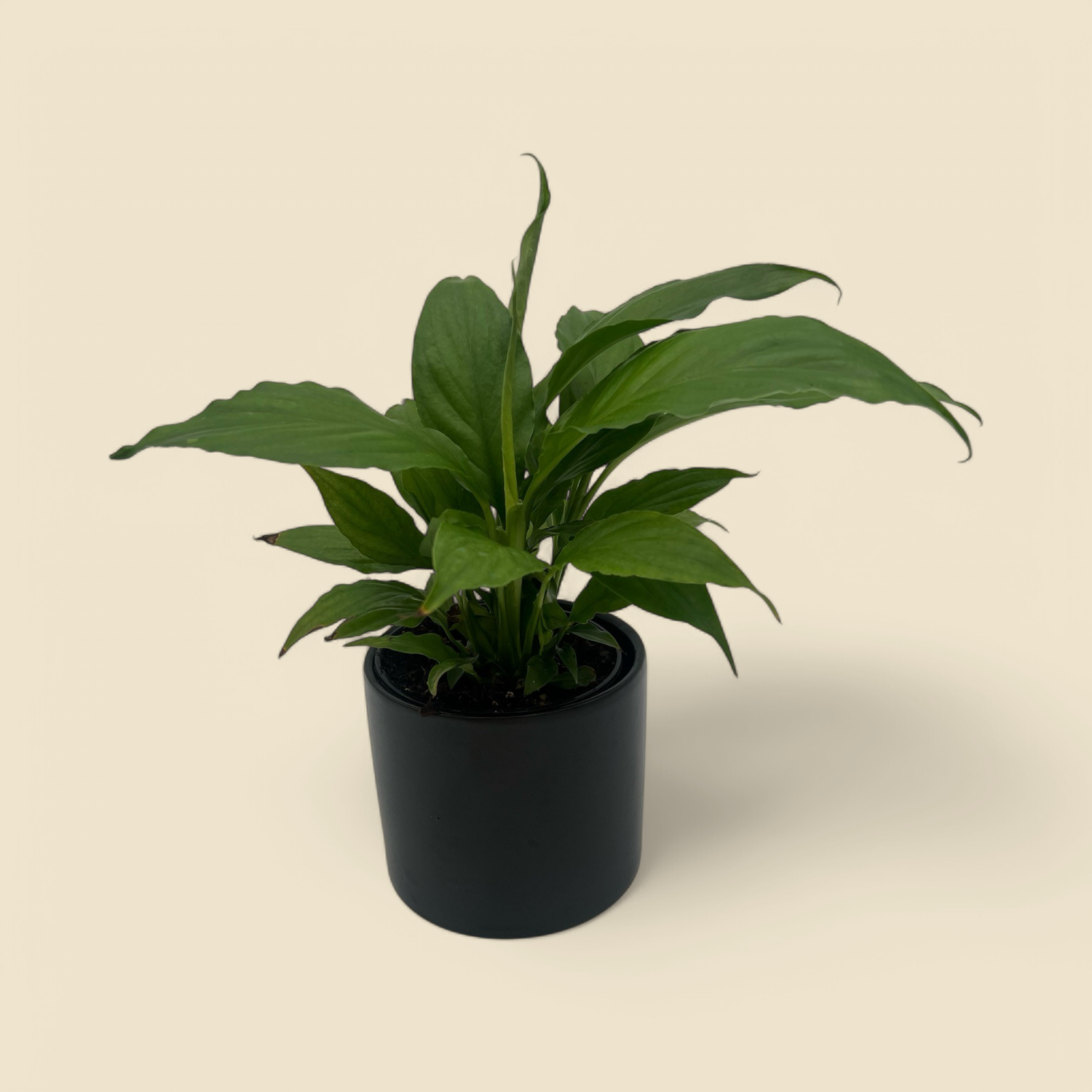 SPATHIPHYLLUM HYBRID (hybrid peace lily) 4” SPATHIPHYLLUM HYBRID (hybrid peace lily) 4”