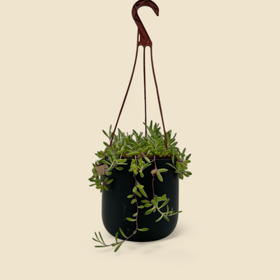 OTHONNA CAPENSIS (ruby necklace) 6” hanging basket