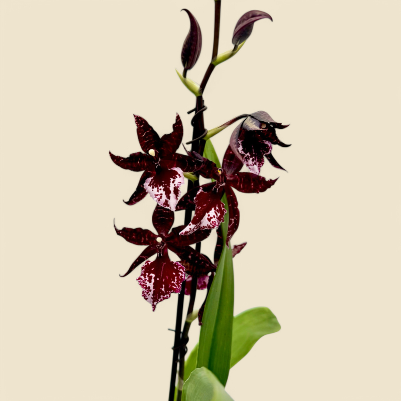 COLMANARA MASAI SPLASH (masai splash orchid) 5”