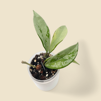 HOYA AH 074 (ah 074) 3”