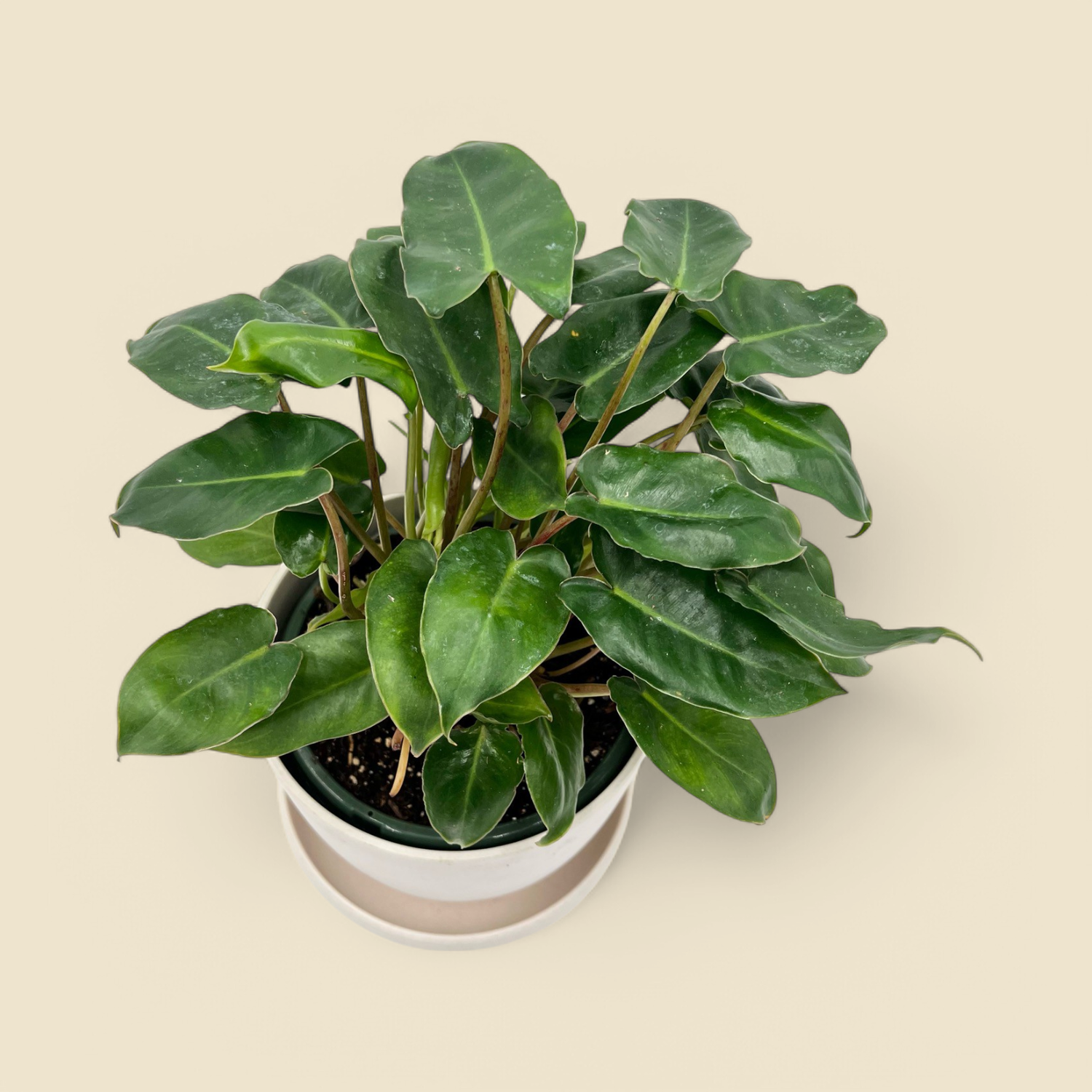 PHILODENDRON ‘BURLE MARX’ (burle marx philodendron) 6”