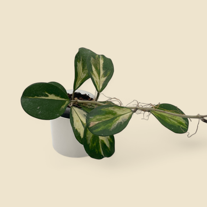 HOYA OBOVATA VARIEGATED 4"