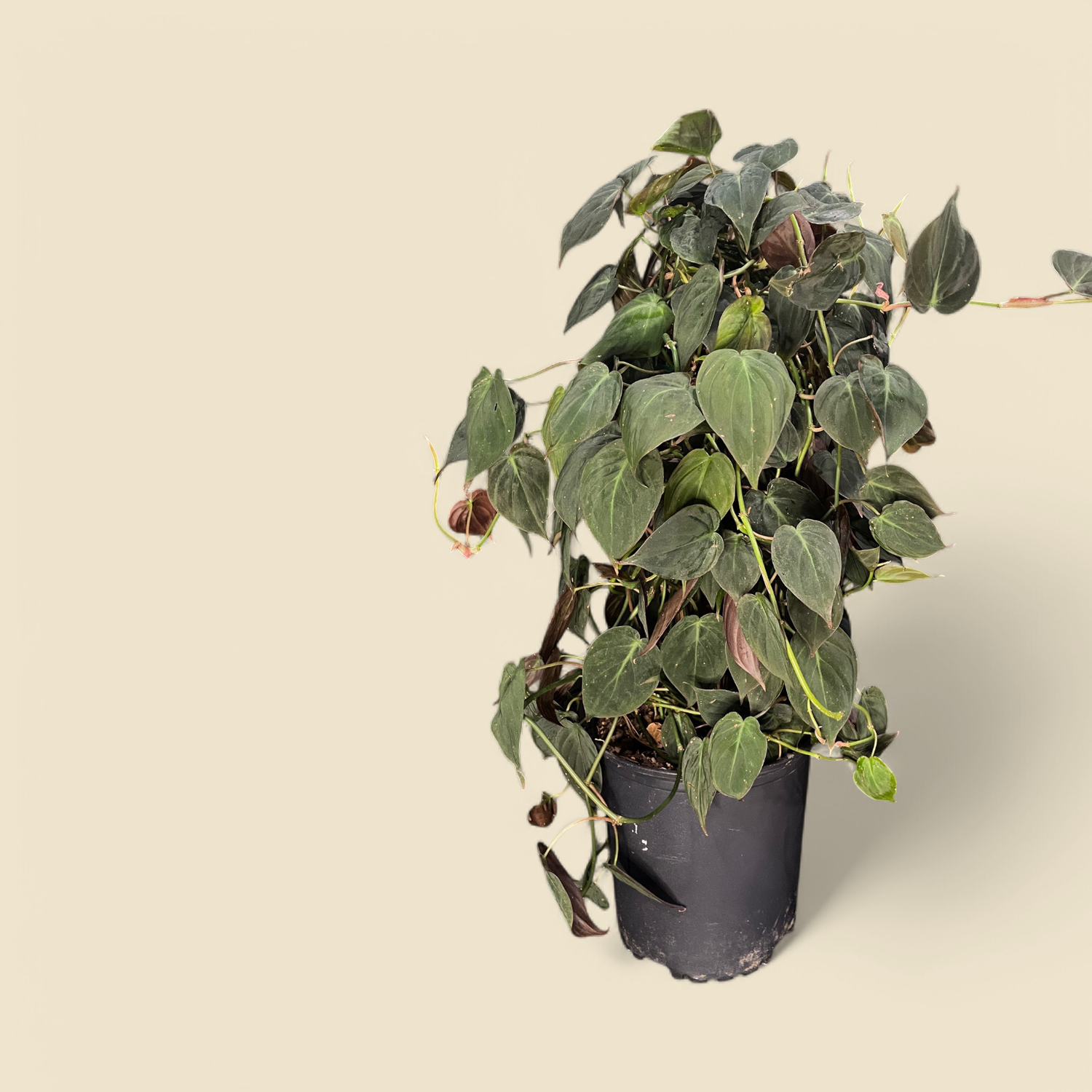 PHILODENDRON HEDERACEUM ‘MICANS’ (velvet leaf philodendron) 8” pole