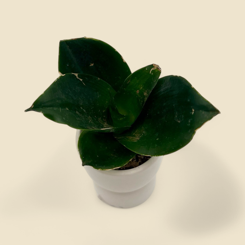 SANSEVIERIA HAHNII JADE (hahnii jade) 2”