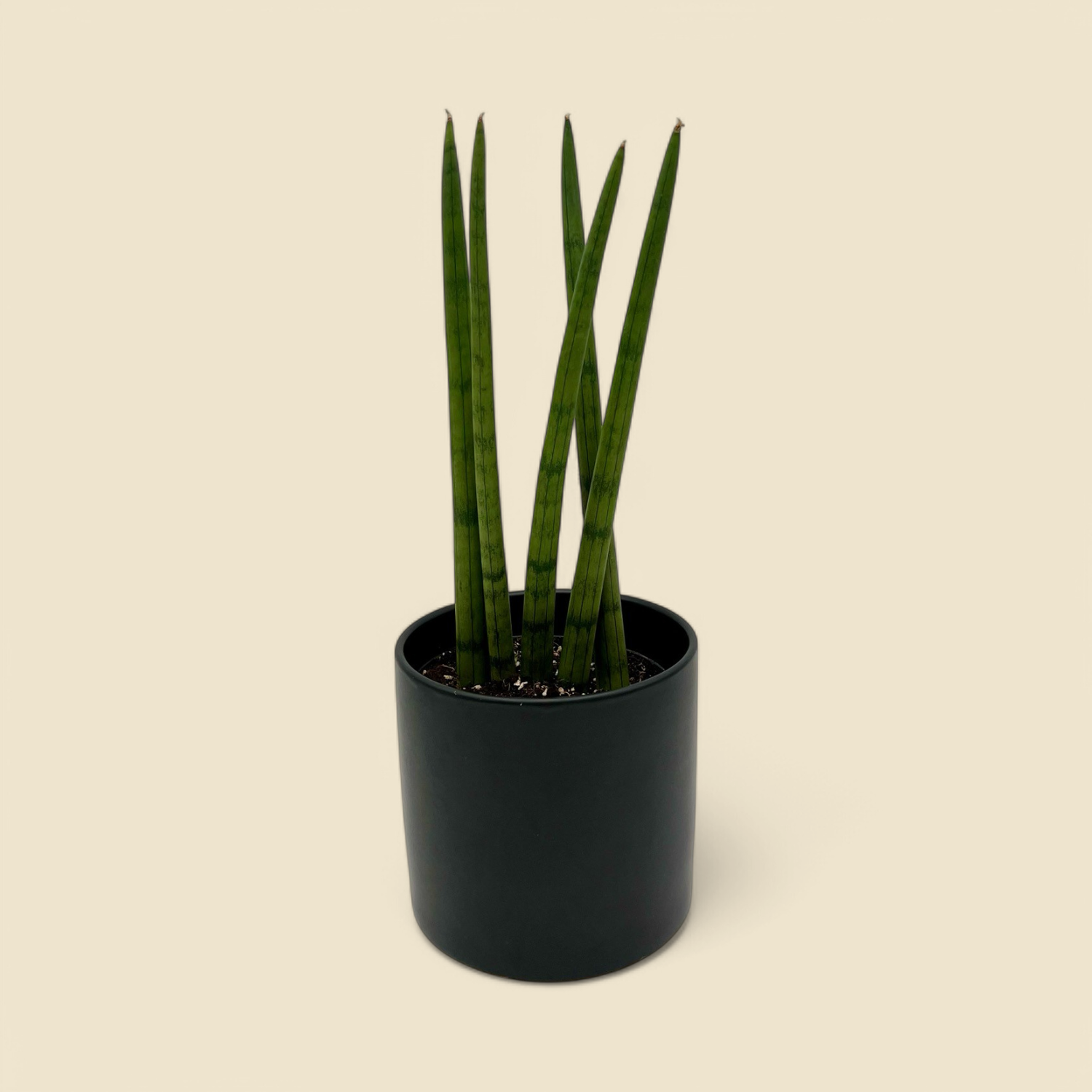 SANSEVIERIA CYLINDRICA (cylindrica) 6”