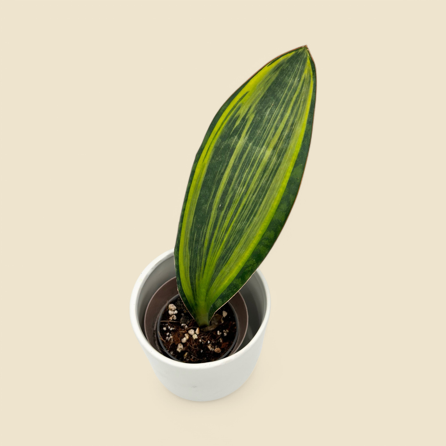 SANSEVIERIA MASONIANA ‘VARIEGATA’ (variegated whale fin) 3.5”