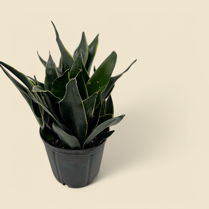 SANSEVIERIA FABI SUPERBA (fabi superba) 10”