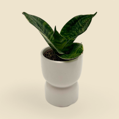 SANSEVIERIA TRIFASCIATA ‘HAHNII’ (bird’s nest snake plant) 2”