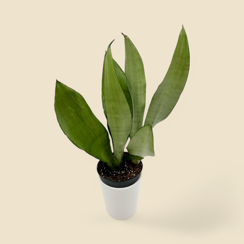 SANSEVIERIA MOONSHINE (moonshine) 4”