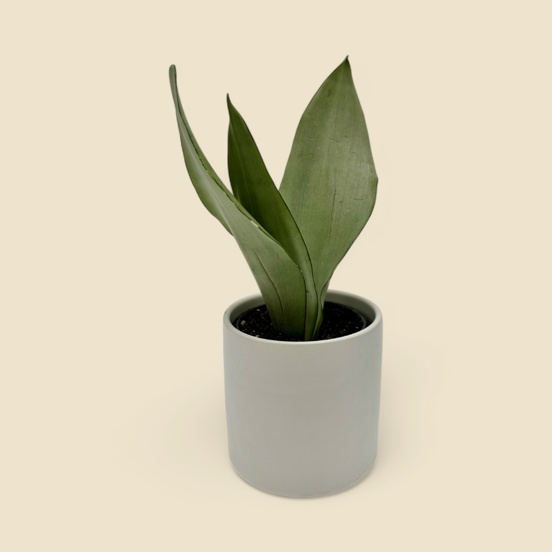 SANSEVIERIA TRIFASCIATA ‘MOONSHINE’ (snake plant) 4”