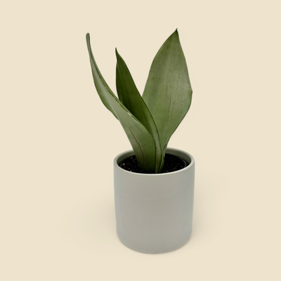 SANSEVIERIA TRIFASCIATA ‘MOONSHINE’ (snake plant) 4”