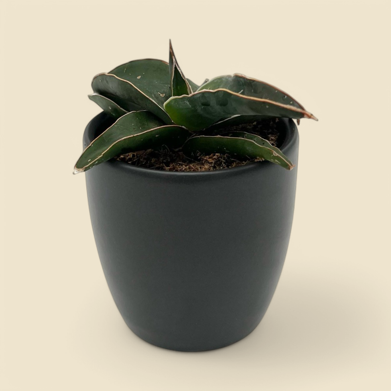 SANSEVIERIA SAMURAI (samurai) 2”